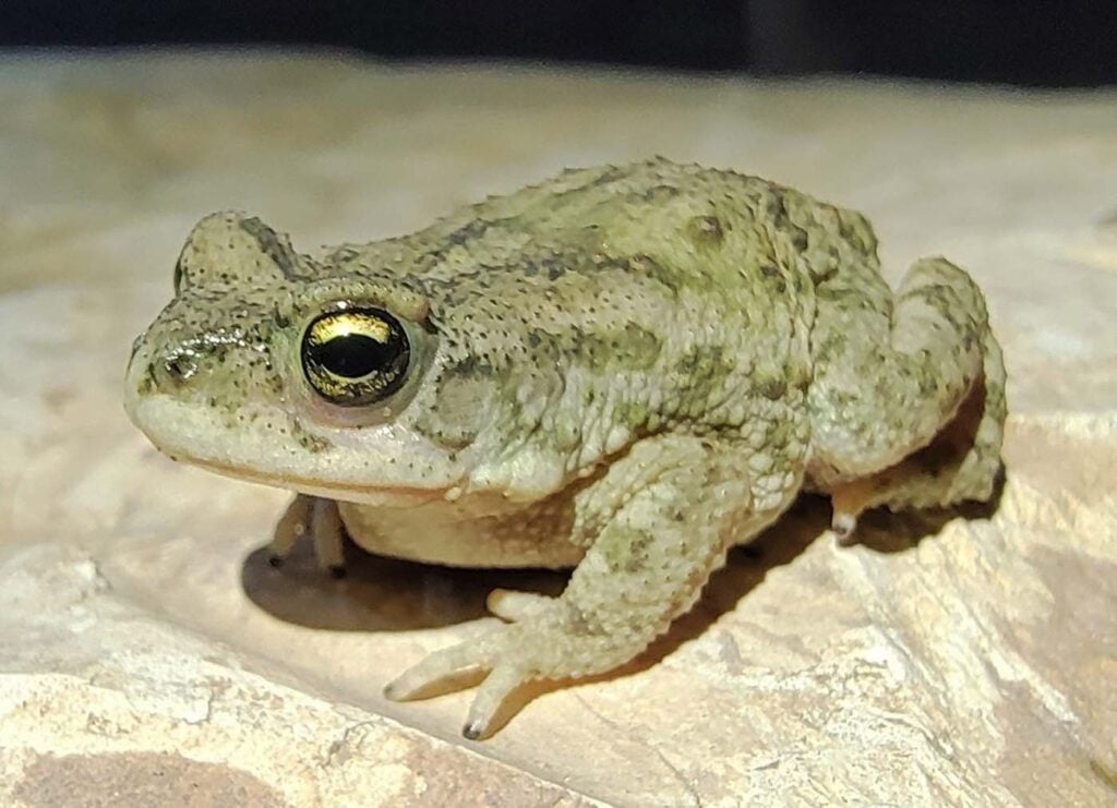 Pakistan Save The Frogs Day 2024 Punjab PMAS Arid University Ahmed Junaid Collection Seminar Day